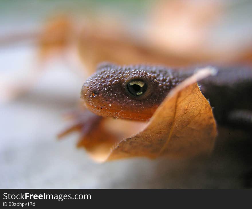 Close up lizard