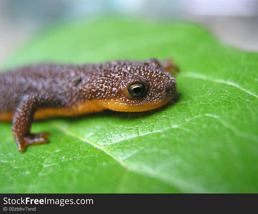 Close up lizard