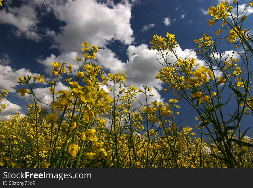 Rape flower