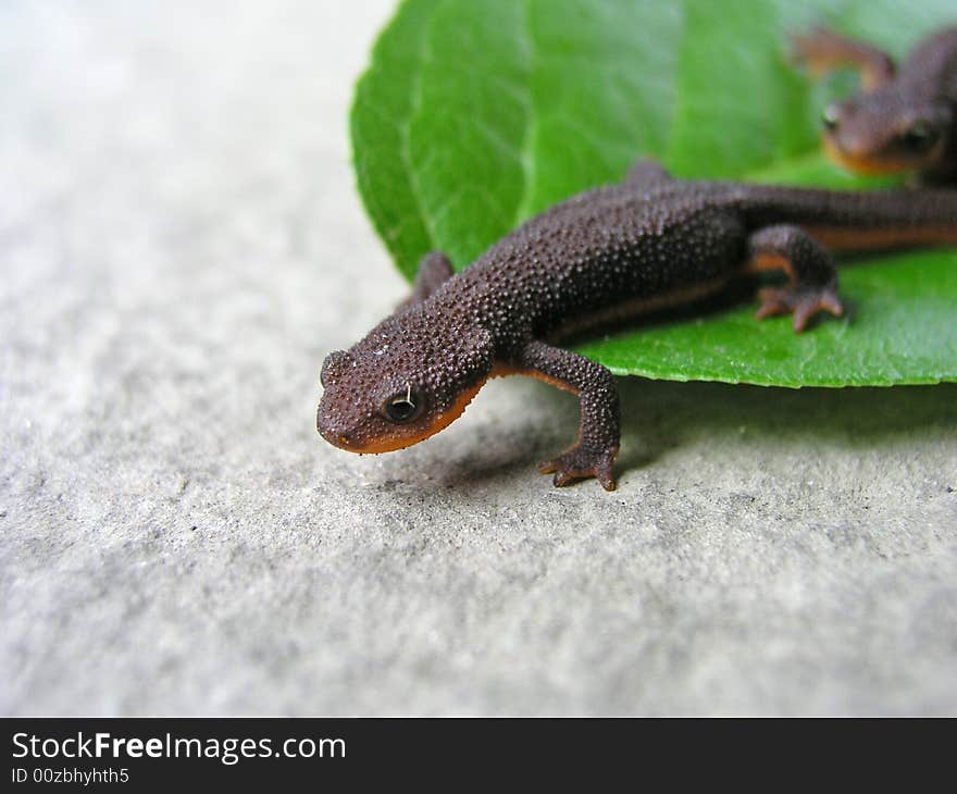 Macro shot of a lizard. Macro shot of a lizard