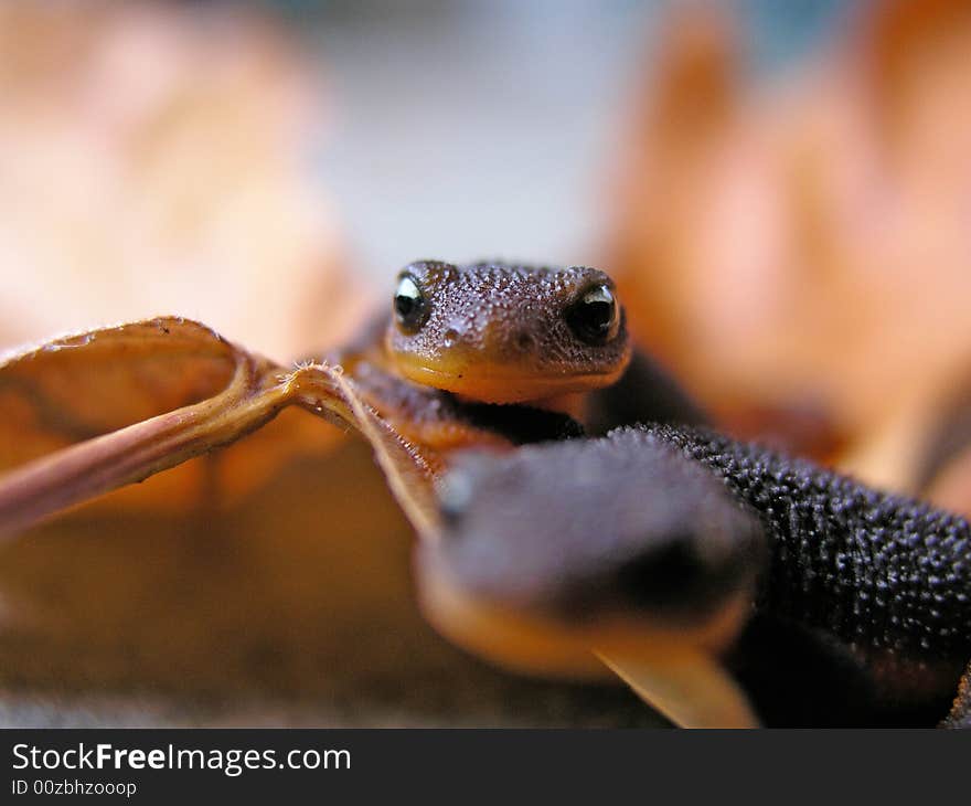 Macro shot of a lizard. Macro shot of a lizard