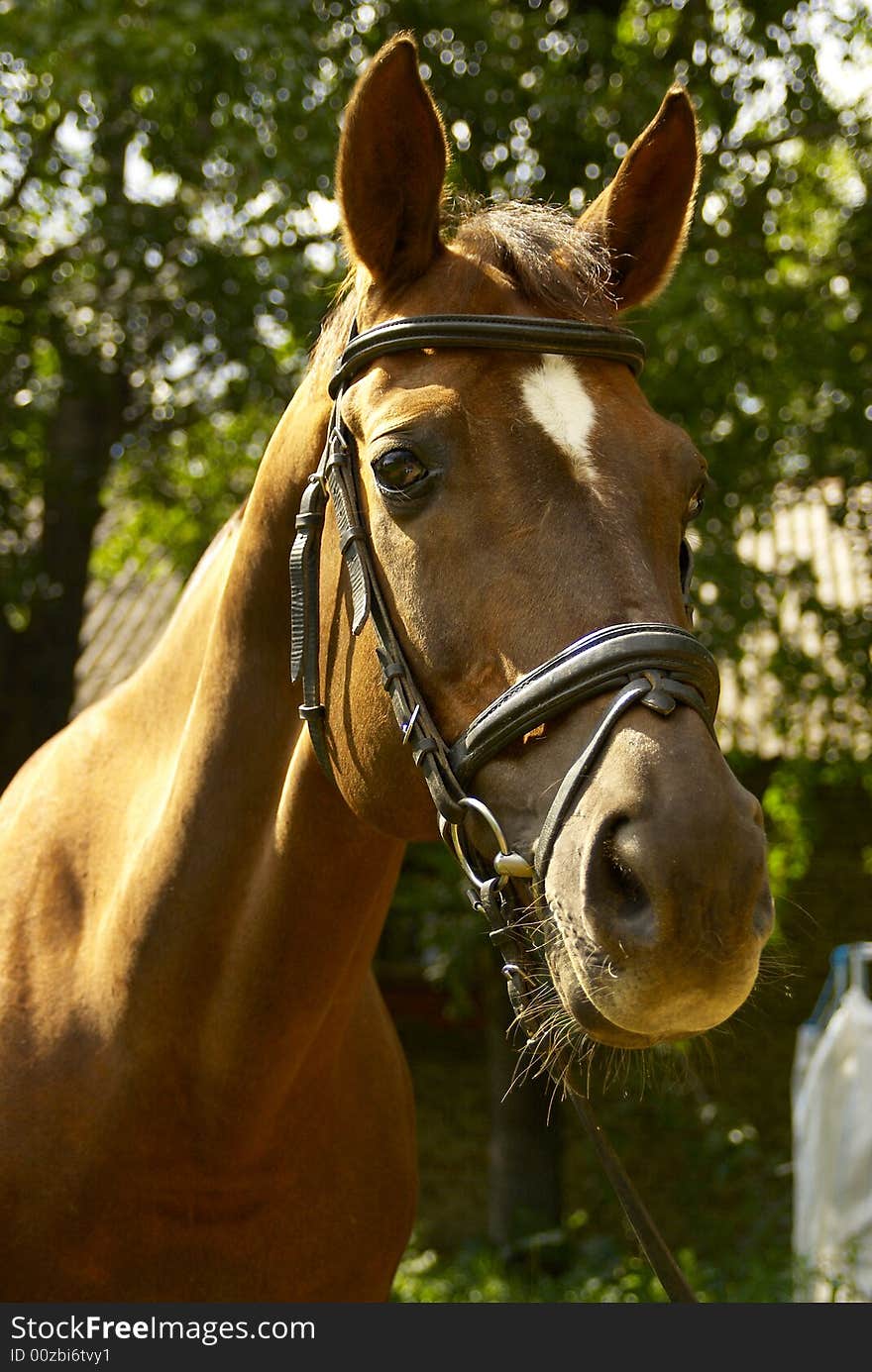 Red horse  at the hippodrome