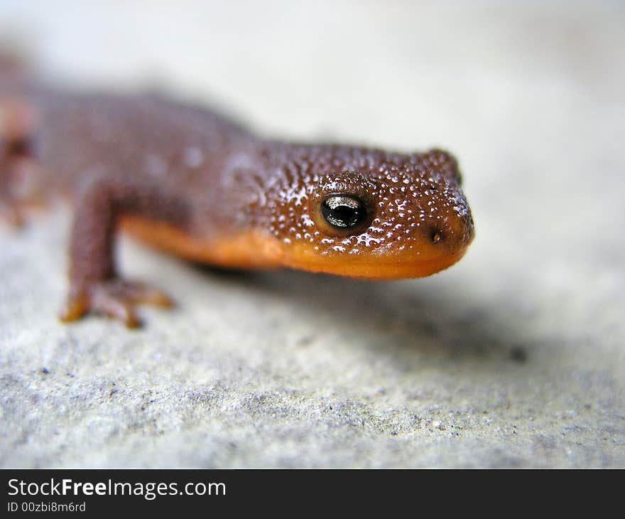 Macro shot of a lizard. Macro shot of a lizard