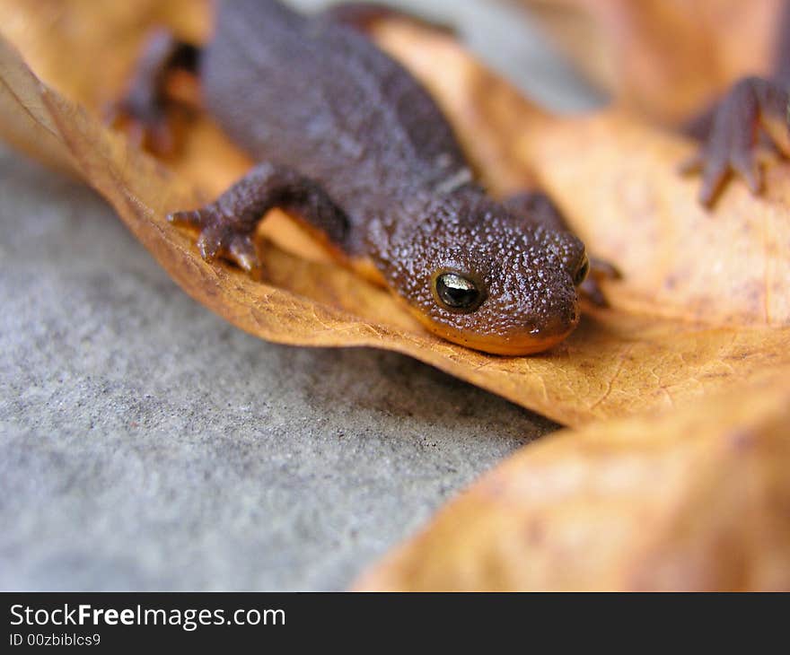 Close up lizard