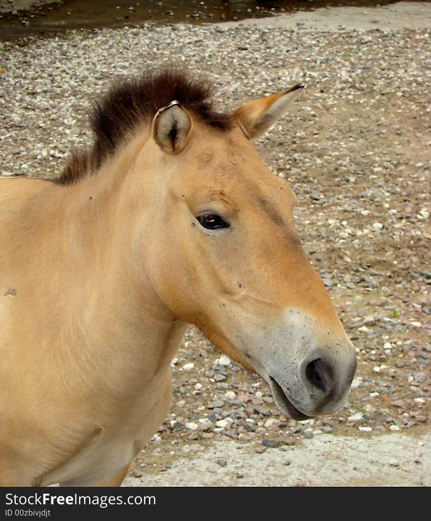 Portrait horse Przhevalskogo Equus przewalskii differs from a house horse a short standing mane and larger head