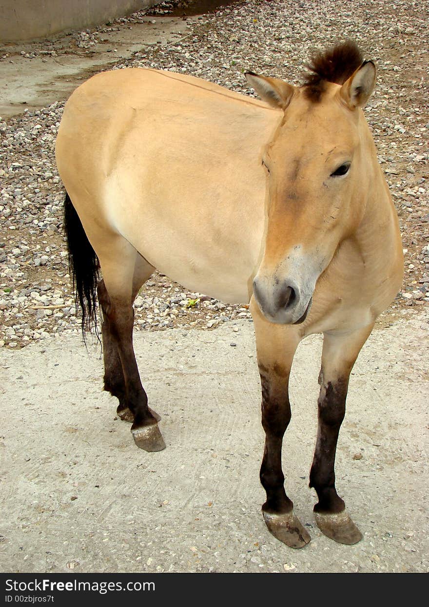 Horse Przhevalskogo Equus przewalskii differs from a house horse a short standing mane and larger head