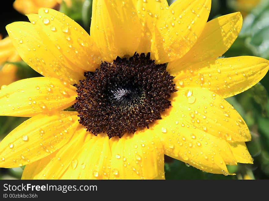 Sunflower in the Juckerfarm garden (near Zurich, Switzerland)