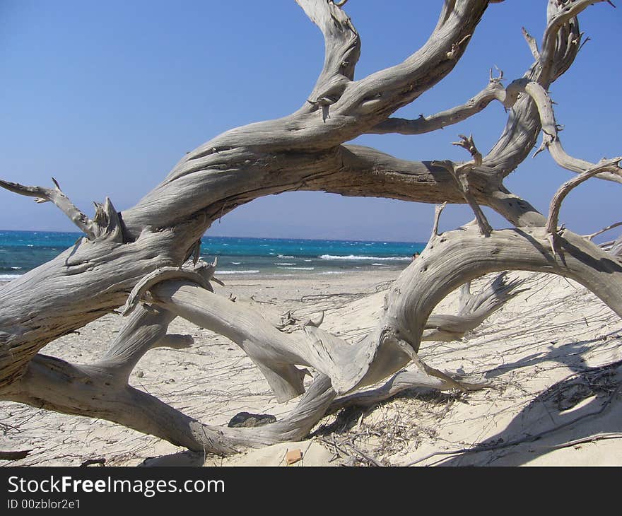 Trees on sand