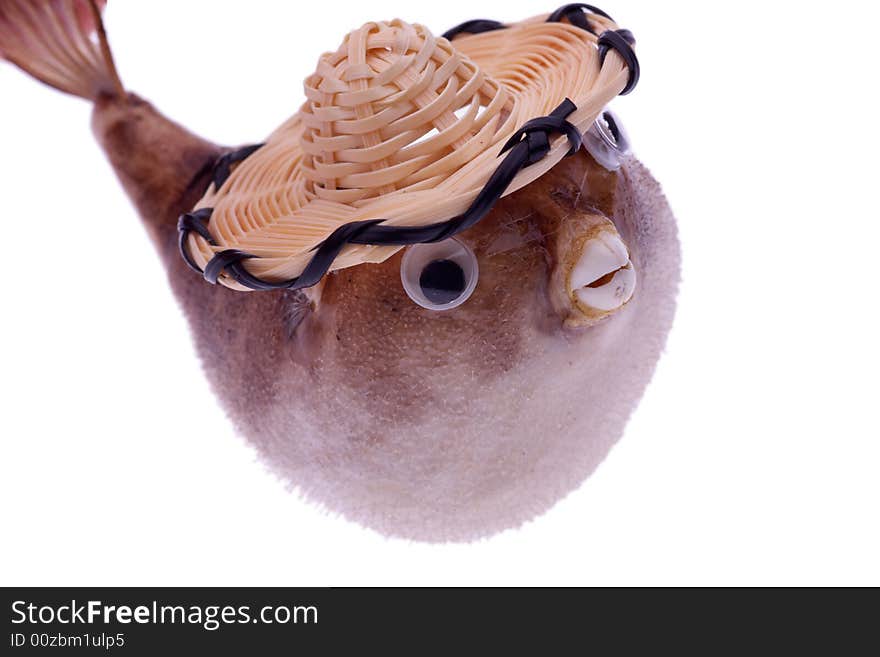 Dried puffer fish in hat