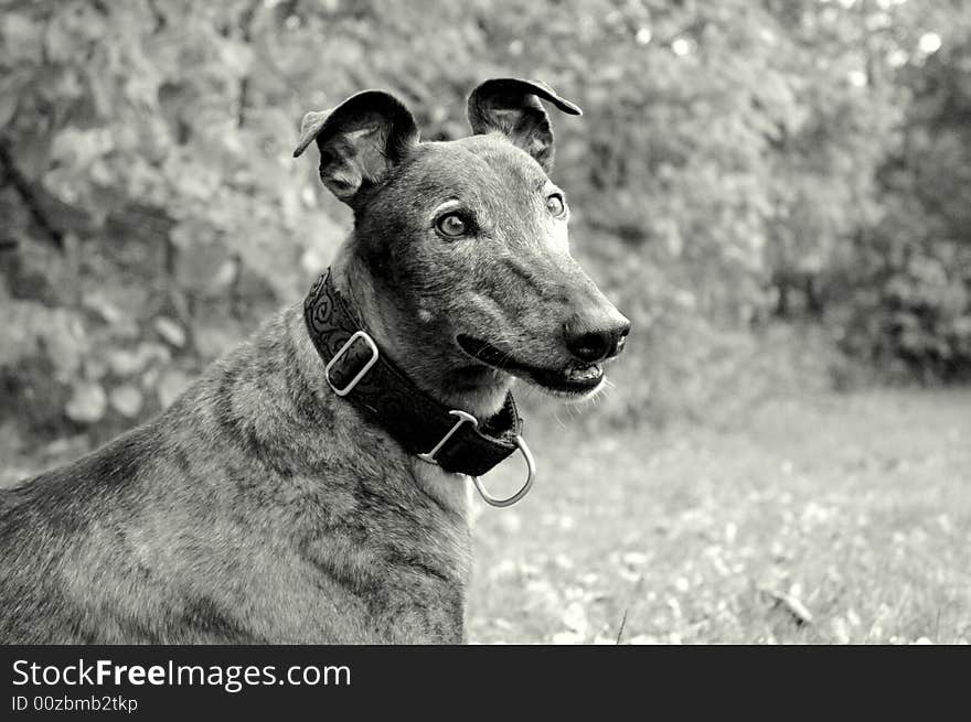 A portrait of a retired racing greyhound. A portrait of a retired racing greyhound.