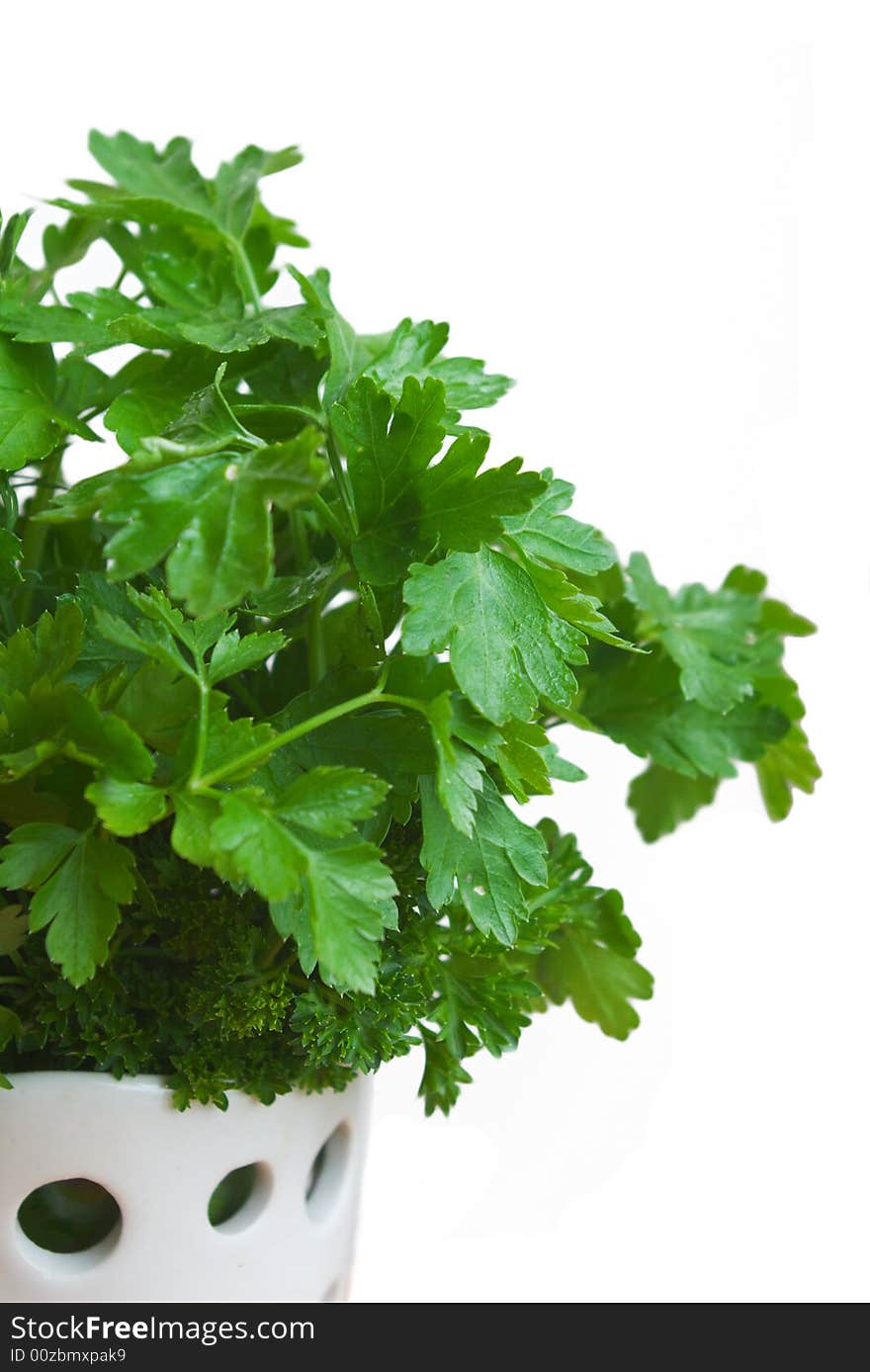 Parsley in white vase