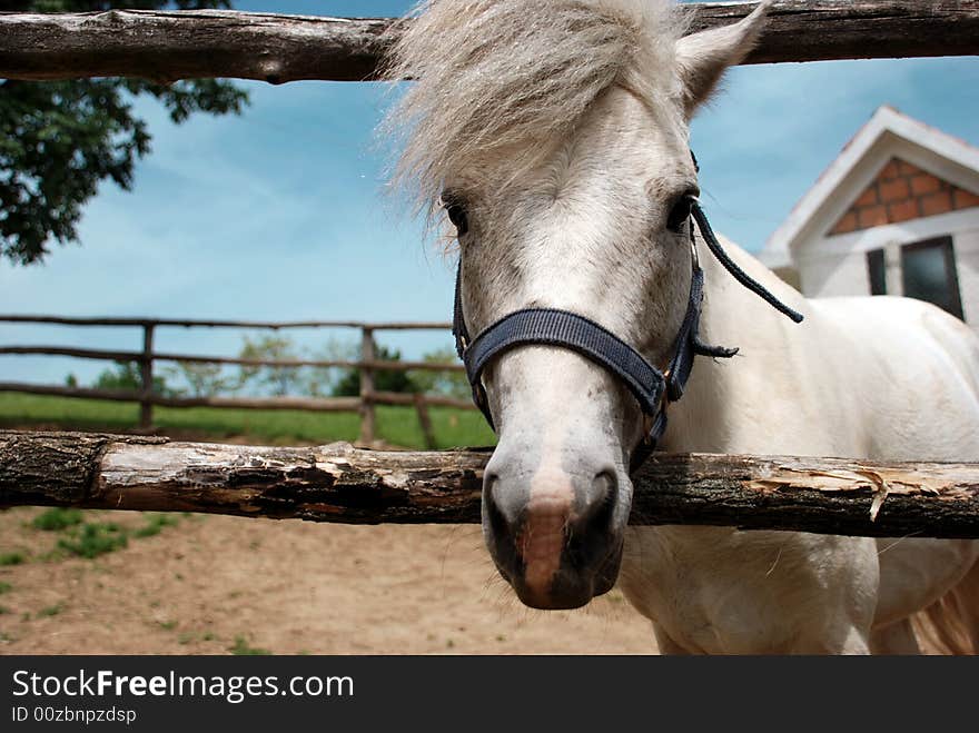 White horse portrait