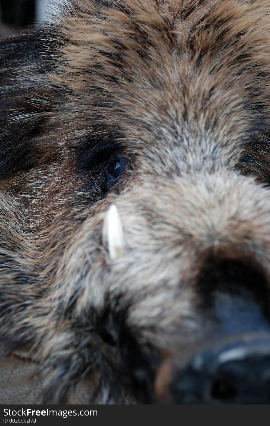 Old viking boars head used as a rug or to cove themselves when cold