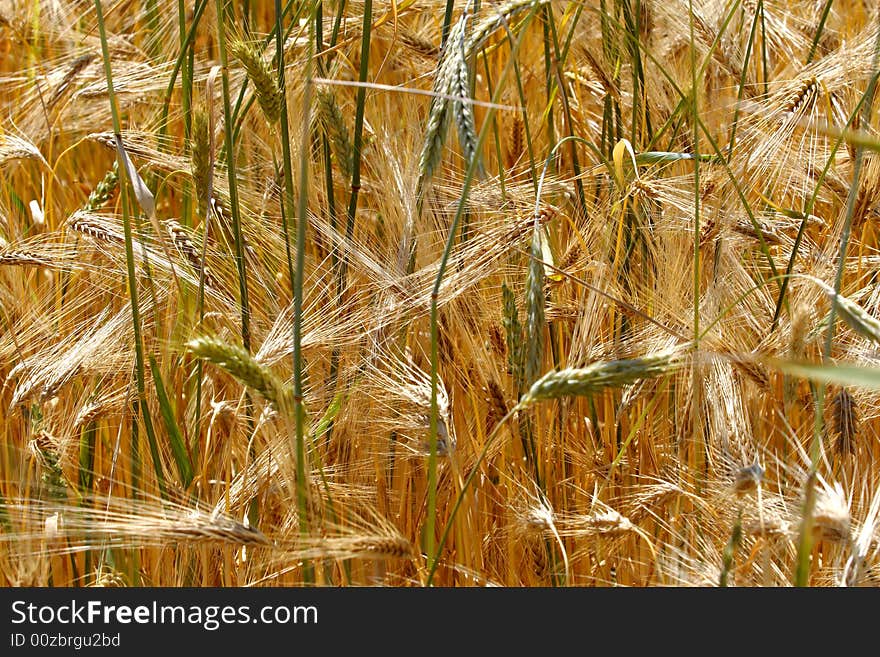 Wheat field