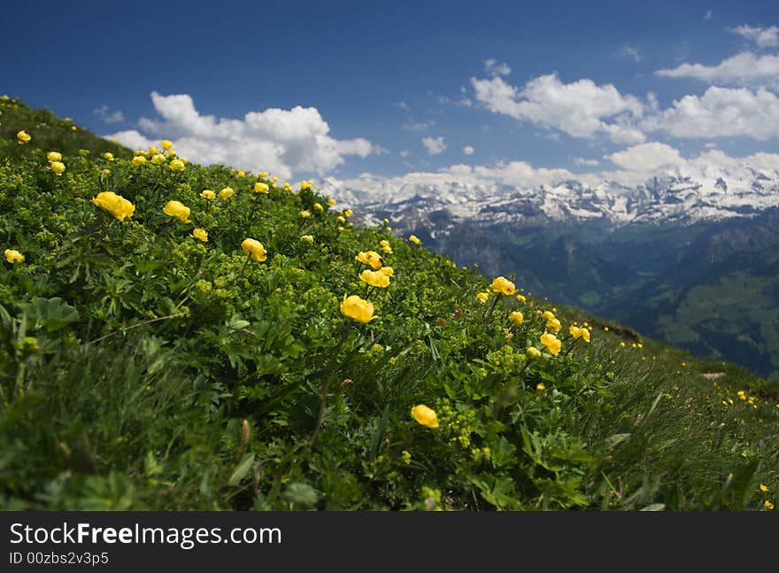 Alpine meadow, mountain background, Switzerland