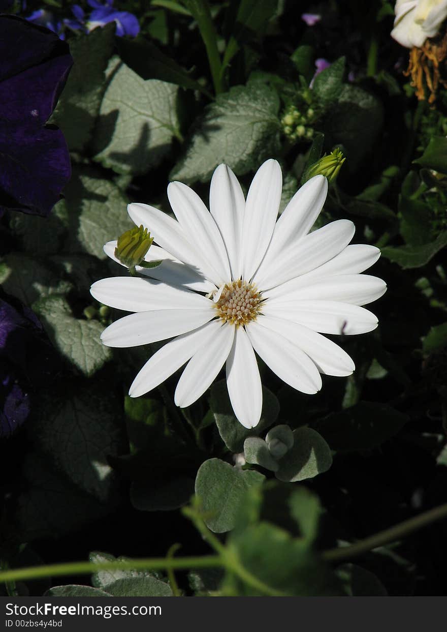 A beautiful summer white daisy in full bloom