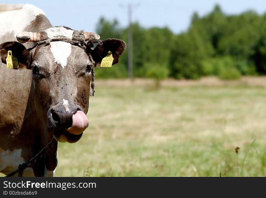 Cow on open field