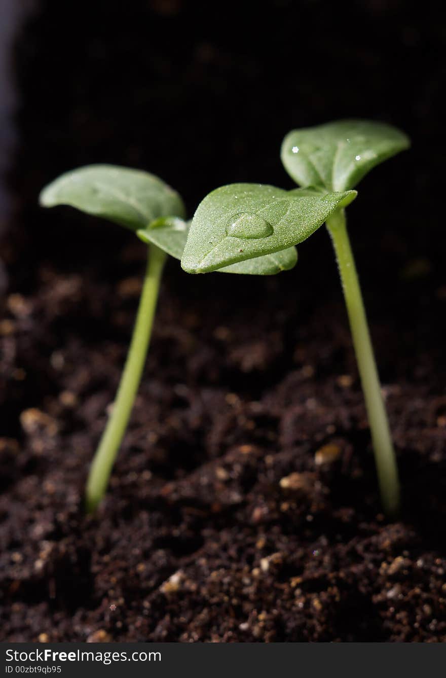 Two green sprouts on the ground