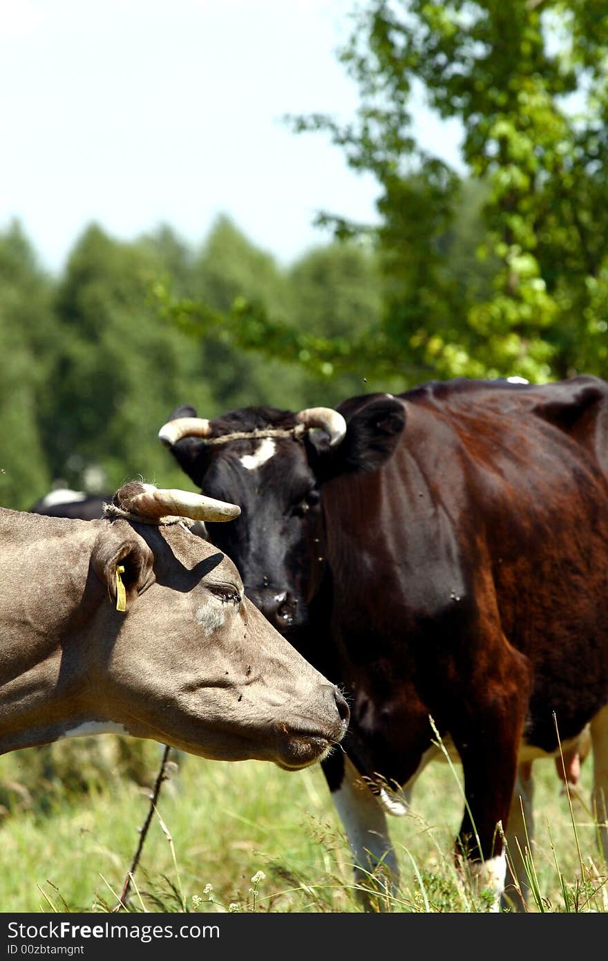 Farm scene - cows on open field