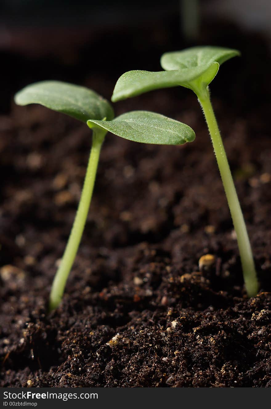 Two green sprouts on the ground