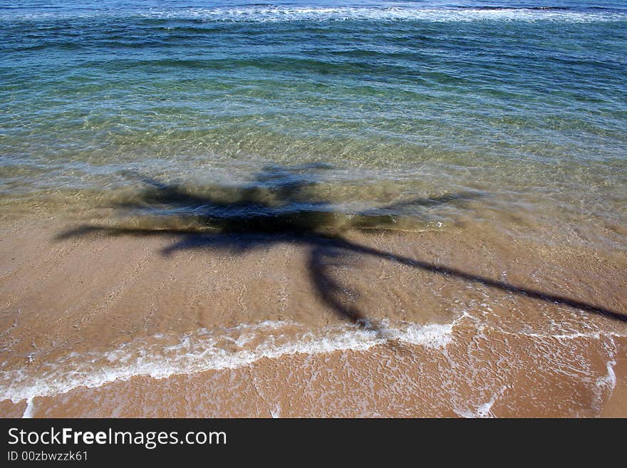 Palmtree shadow