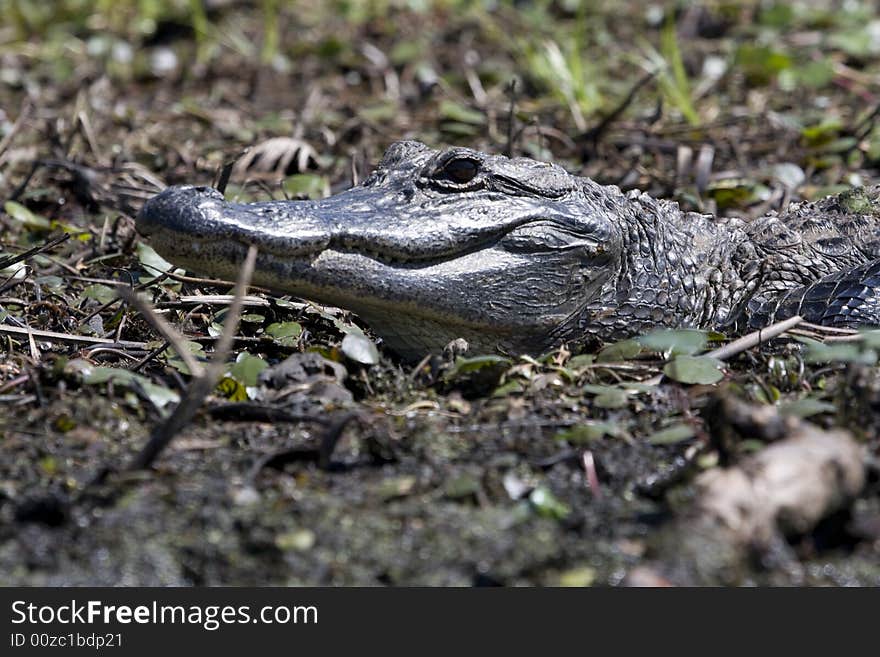 An alligator sunning on the banks of a lake in East Texas. An alligator sunning on the banks of a lake in East Texas.