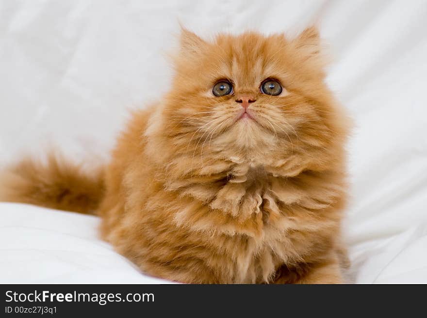 Persian kitten on a light background