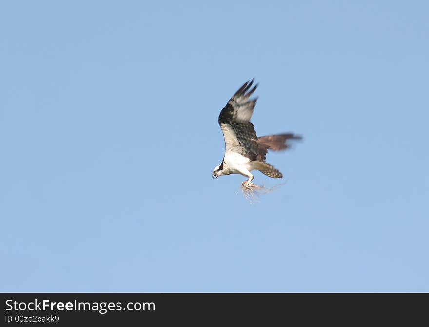 An osprey approaching her nest with some straw in her talons. An osprey approaching her nest with some straw in her talons