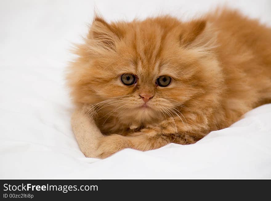 Persian kitten on a light background