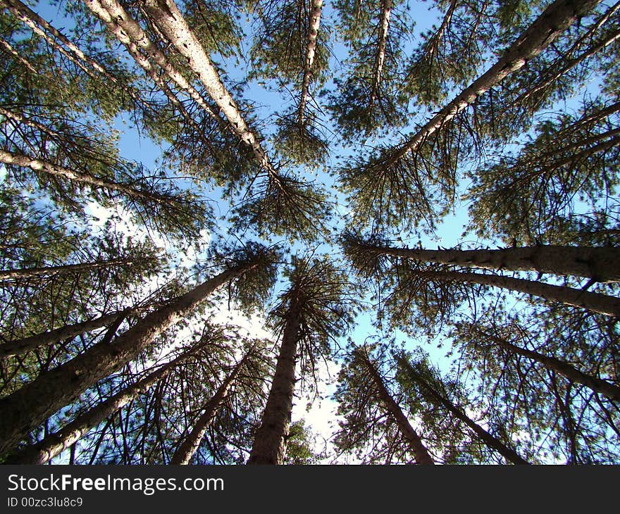 A view skyward in a grove of trees. A view skyward in a grove of trees