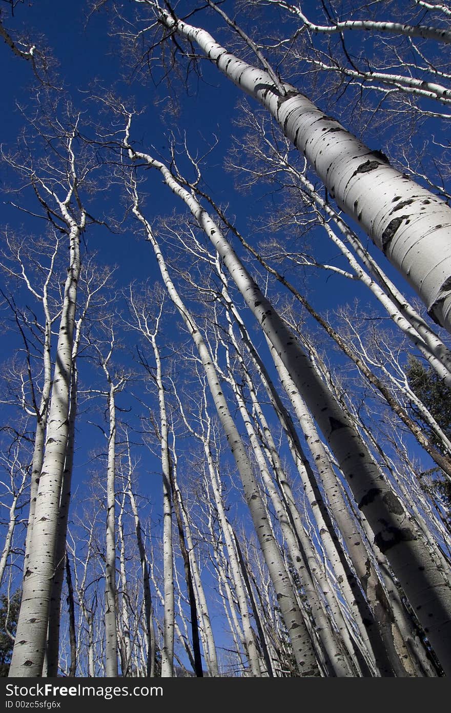 Colorado Aspen