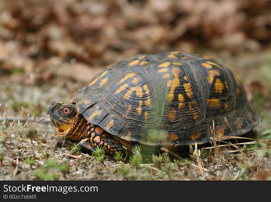 Box Turtle.