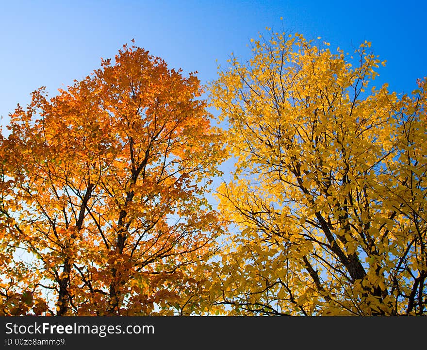 Beautiful autumn foliage on trees