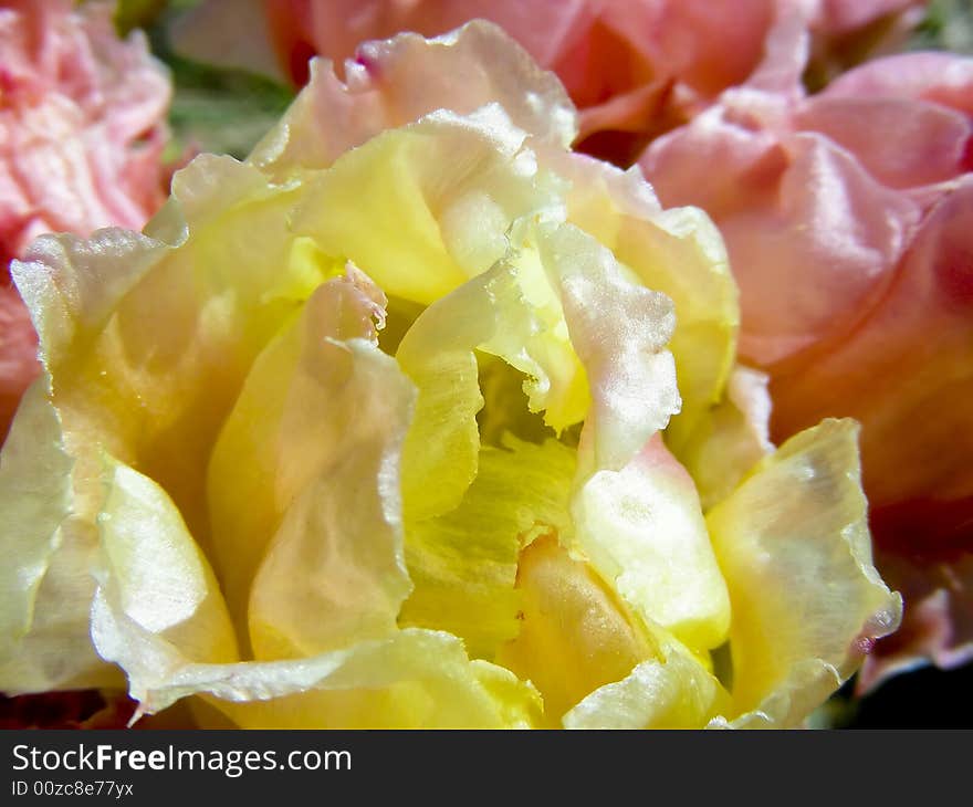 Yellow and Pink Cactus