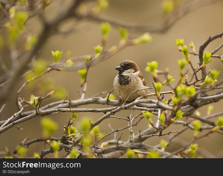 Sparrow bird sitting among branches. Sparrow bird sitting among branches.