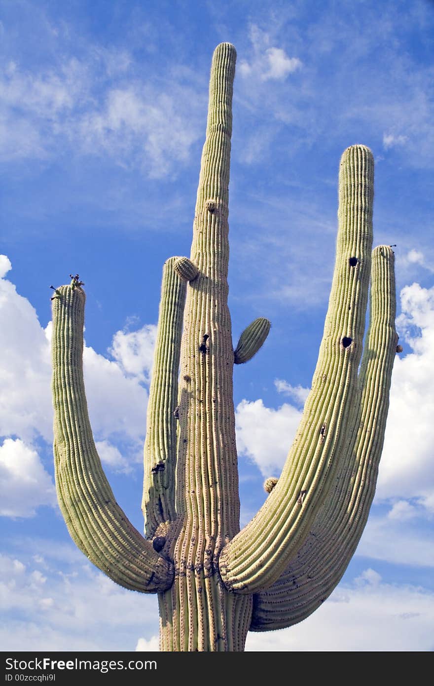 Saguaro cactus.