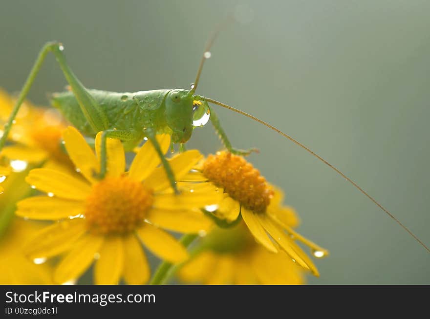 A green grasshopper