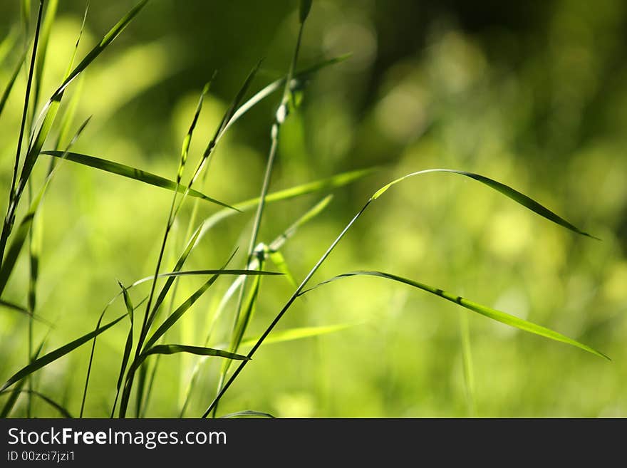 Close up green grass with blurred background. Close up green grass with blurred background