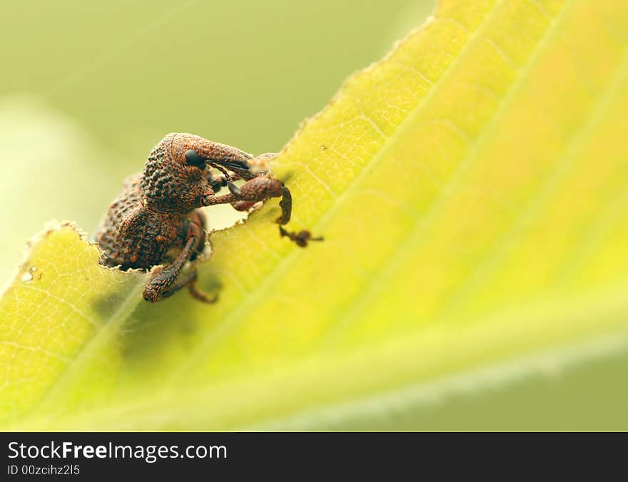 The beetle is eating its tree leaf interesting. The beetle is eating its tree leaf interesting