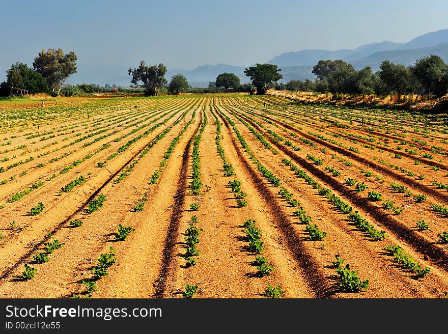 Landscape version of a vegetable farm glowing in the early morning light.