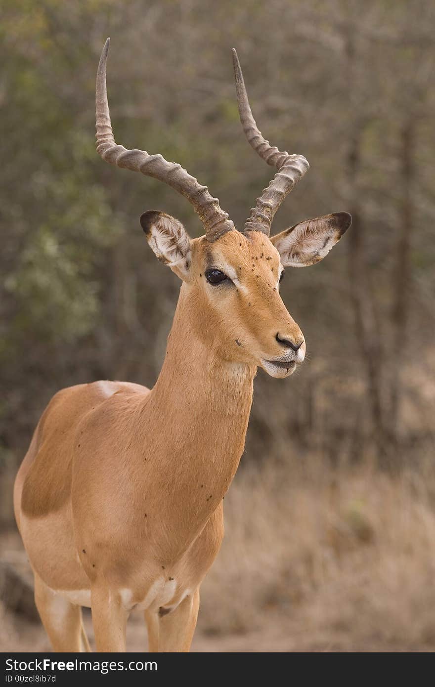 Impala Ram