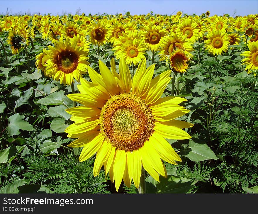 Sunflower big one in close view showing face