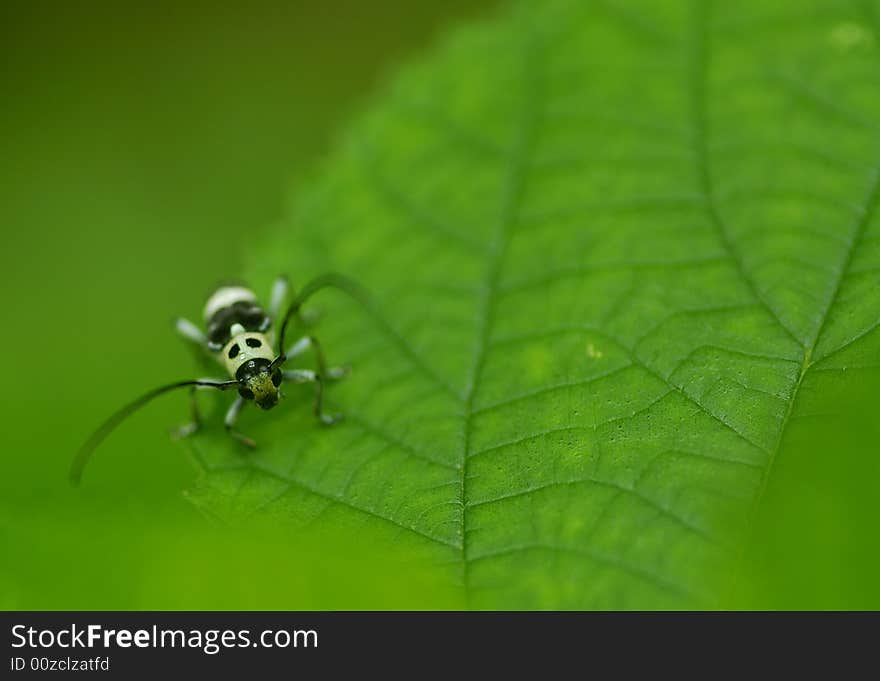 Micro a small insect