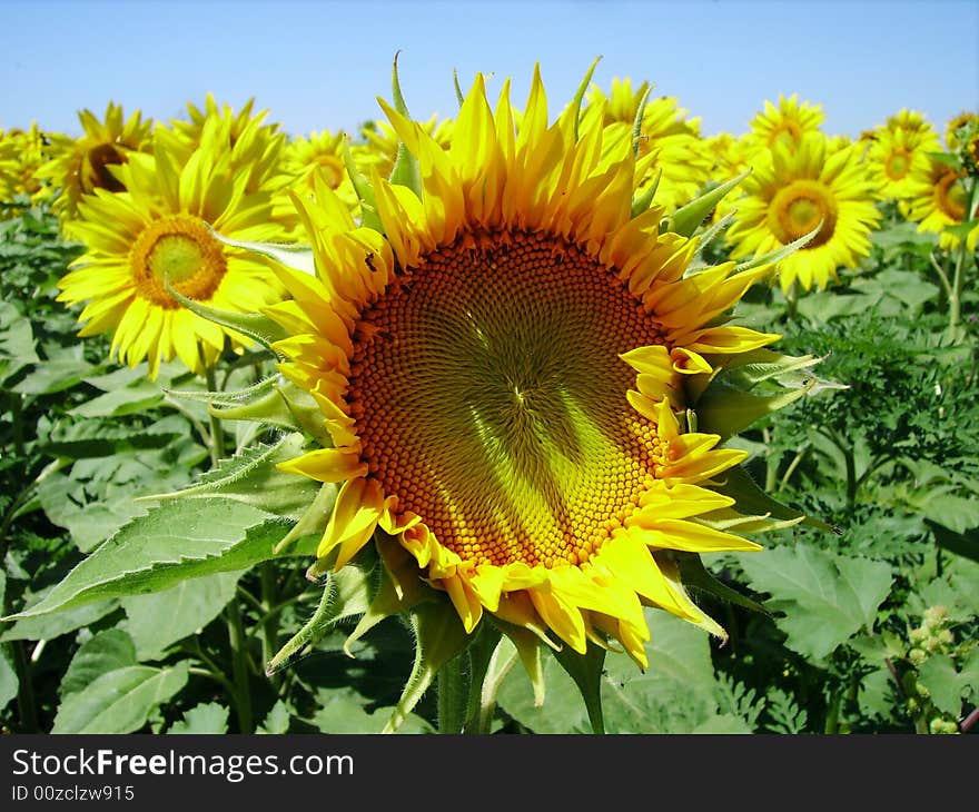 Sunflower big one in close view showing face