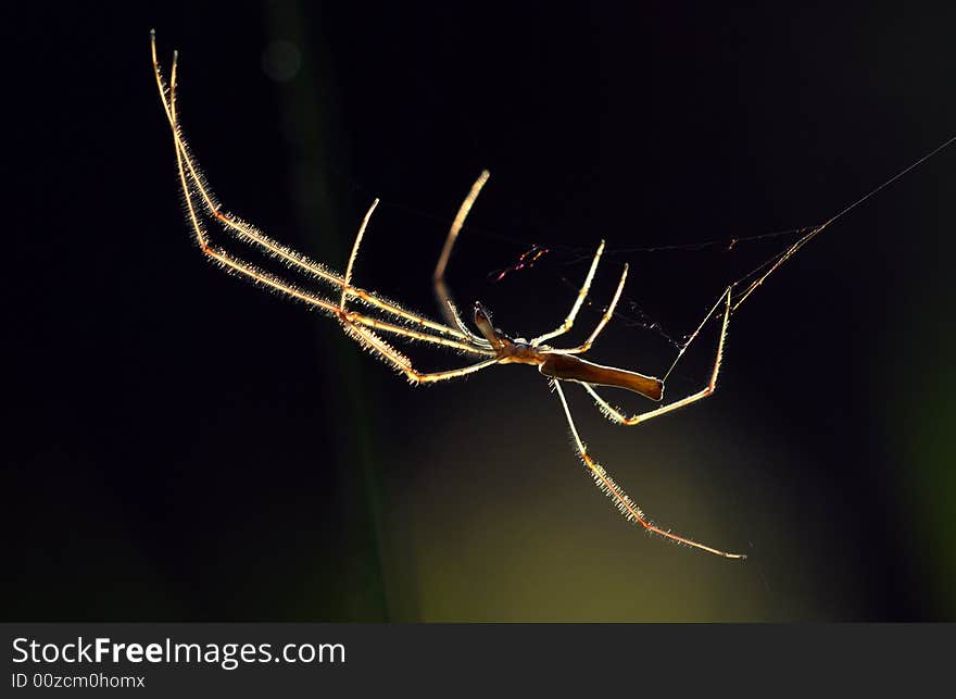 The spider has extended his extremity, demonstrates the nimble body. The spider has extended his extremity, demonstrates the nimble body.