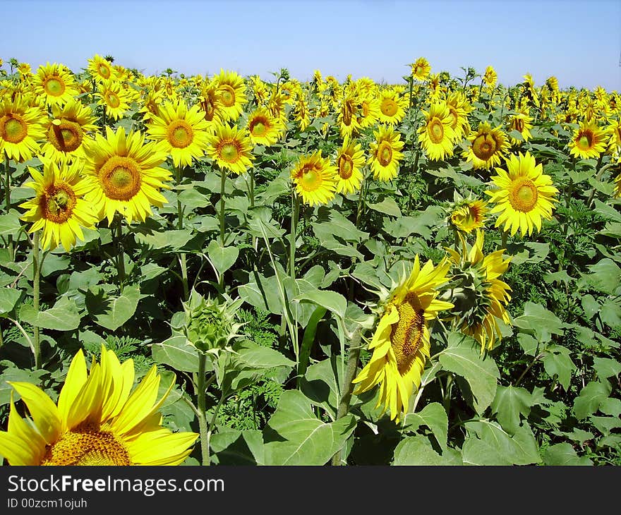 Sunflower big one in close view showing face