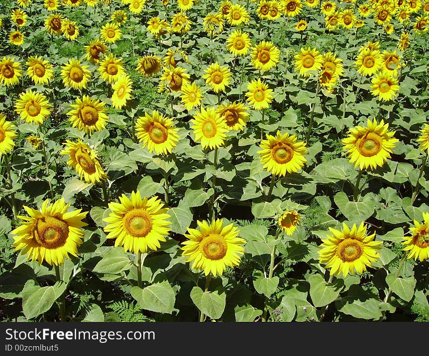 Sunflower big one in close view showing face