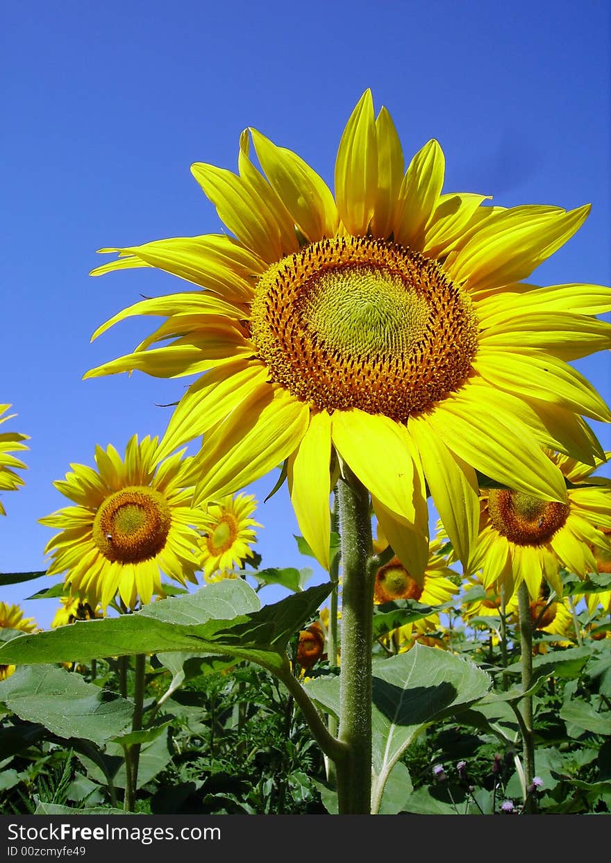 Sunflower big one in close view showing face