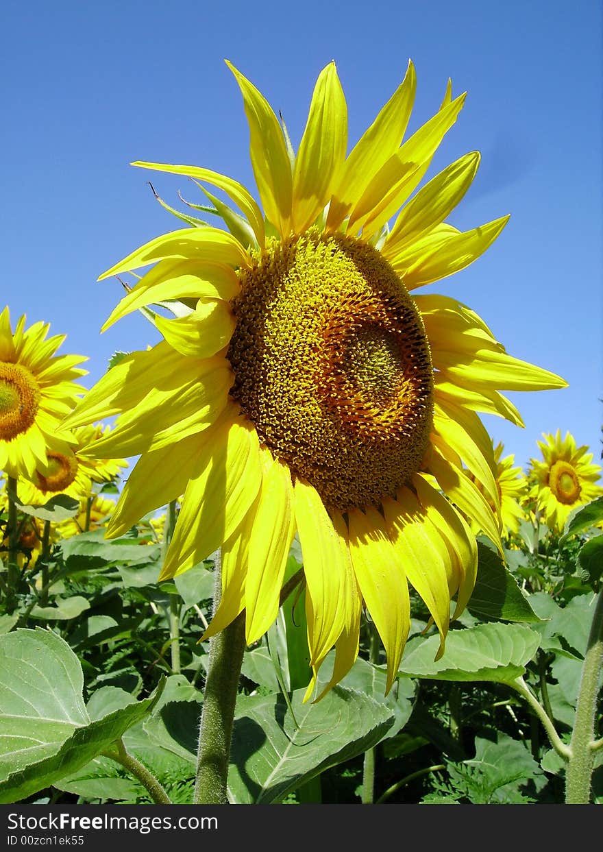 Sunflower big one in close view showing face