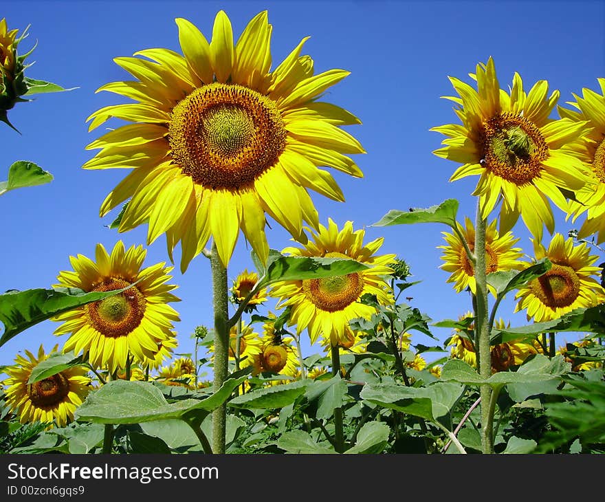 Sunflower big one in close view showing face